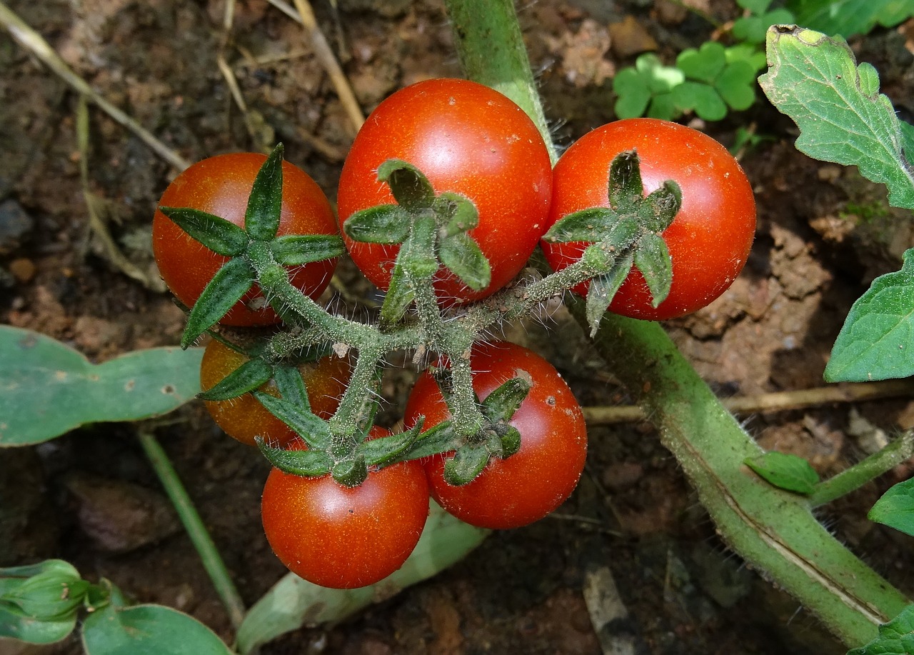 First Research Insights: Microbes of Tomato Roots are Affected by  Fertilizers - Circles