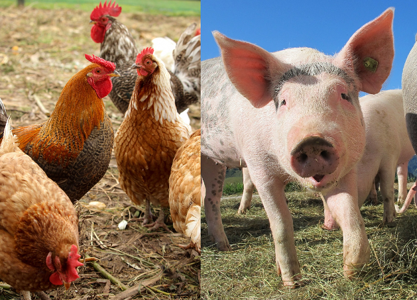 University of Bologna presents findings on xenobiome and resistome in poultry and swine