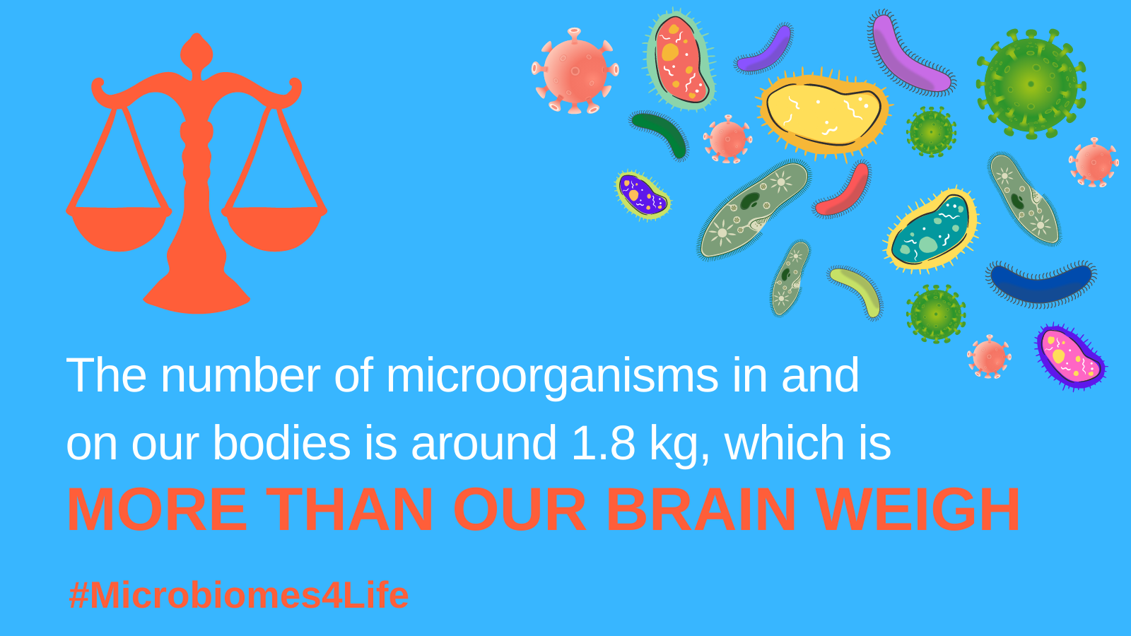 Card 2 – Brain weigh